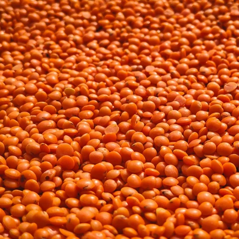Kırmızı Mercimek, yakın çekim