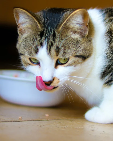 Ton Balıklı Yaş Kedi Maması kullanımda - Fauna Pet