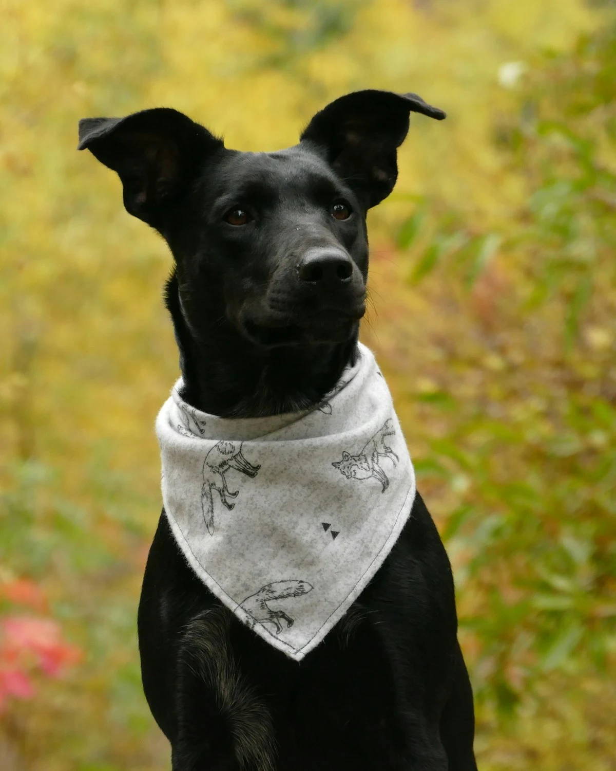 Keten Bandana, Kum - Fauna Pet