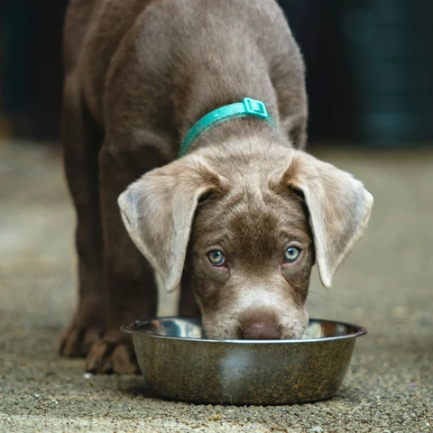 Yavru Köpekler İçin Tavuklu Mama kullanımda - Fauna Pet