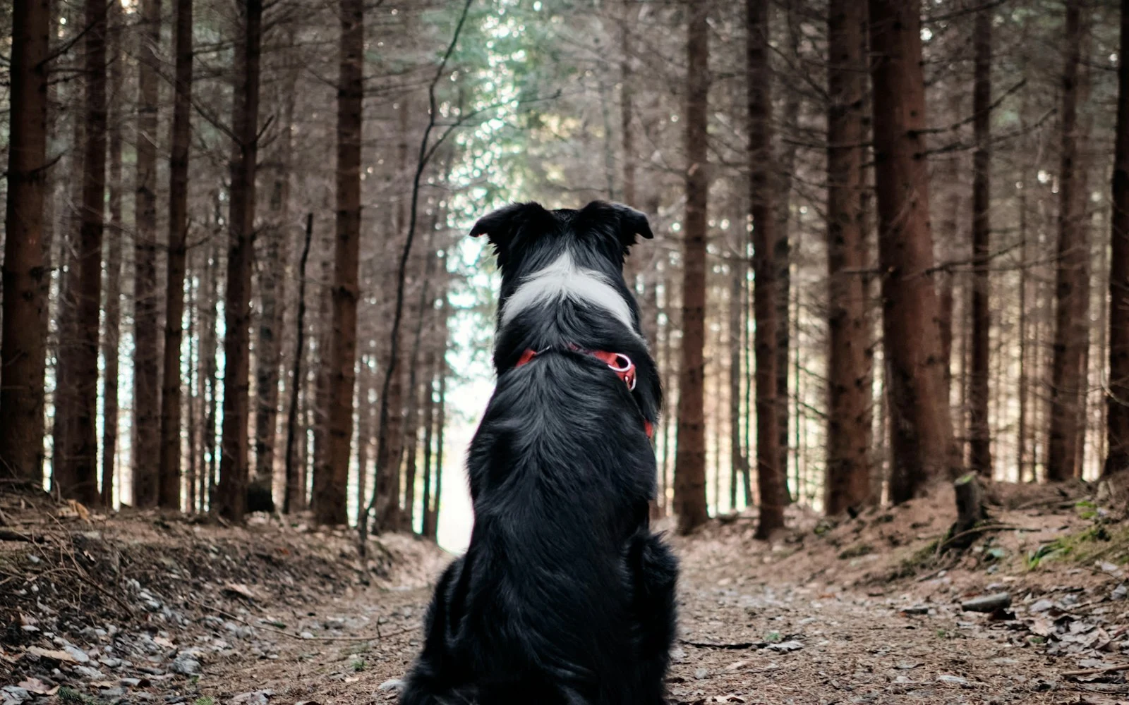 Ormanda oturan bir köpek