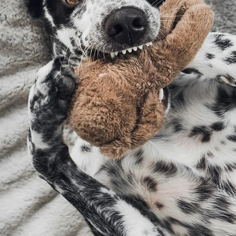 Organik Pamuk Peluş Fil kullanımda - Fauna Pet