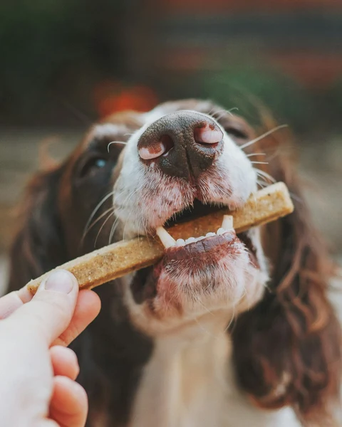 Hava Kurutmalı Ördek Çubukları kullanımda - Fauna Pet