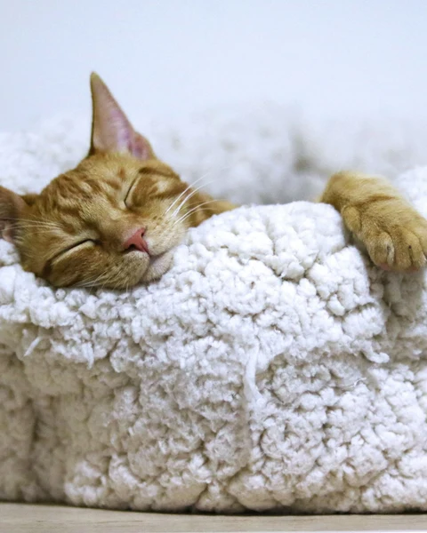 Peluş Kedi Yuvası, Krem - Fauna Pet