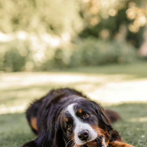 Doğal Çiğneme Kemiği kullanımda - Fauna Pet