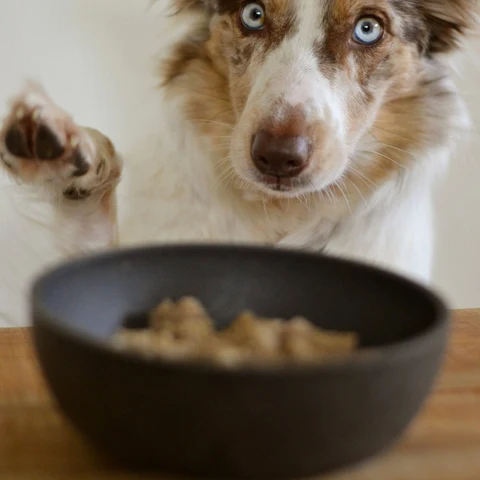 Taze Pişmiş Somonlu Köpek Menüsü - Fauna Pet