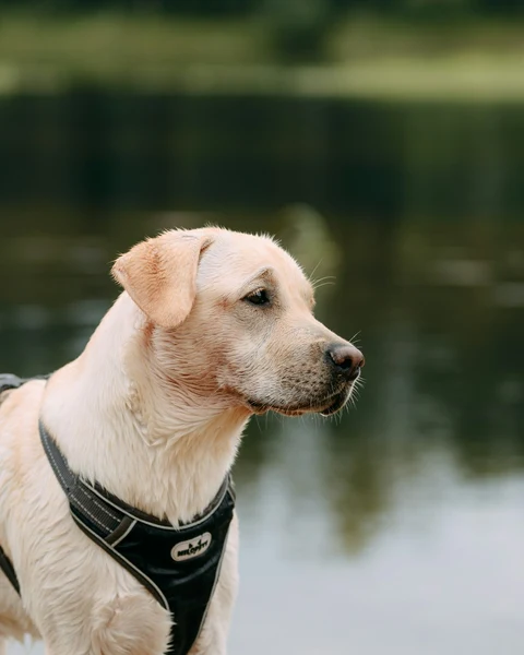 Yumuşak Astarlı Göğüs Tasması, Siyah kullanımda - Fauna Pet