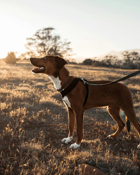 Su Geçirmez Gezdirme Kayışı, Mercan kullanımda - Fauna Pet