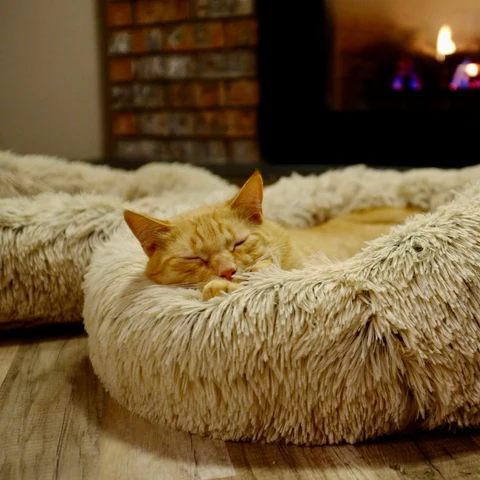 Peluş Kedi Yuvası, Krem kullanımda - Fauna Pet