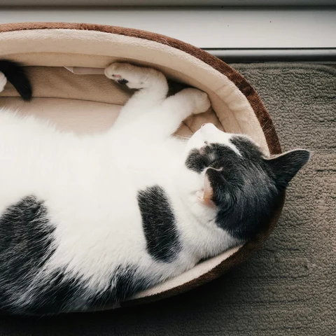 Hasır Kedi Sepeti kullanımda - Fauna Pet