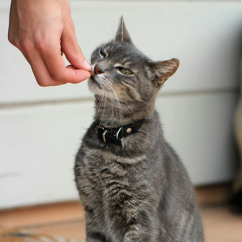 Kediler İçin Kurutulmuş Tavuk Küpleri kullanımda - Fauna Pet