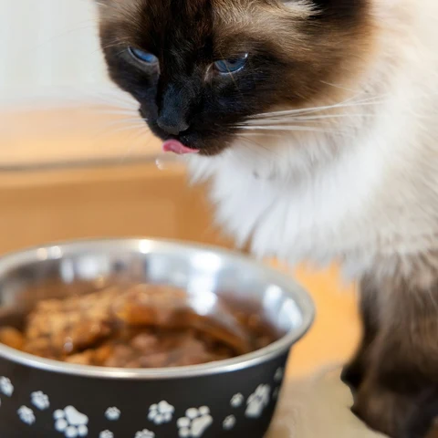 Ton Balıklı Yaş Kedi Maması - Fauna Pet