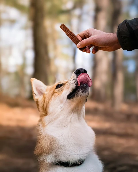 Yaban Mersinli Eğitim Ödülü kullanımda - Fauna Pet