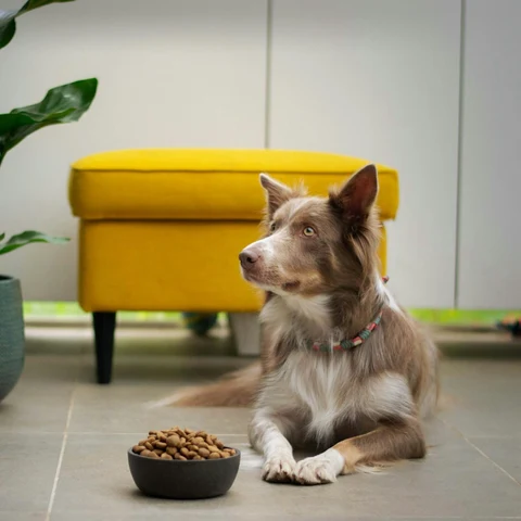 Tahılsız Somonlu Köpek Maması kullanımda - Fauna Pet