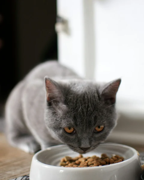 Tahılsız Tavuklu Kedi Maması kullanımda - Fauna Pet