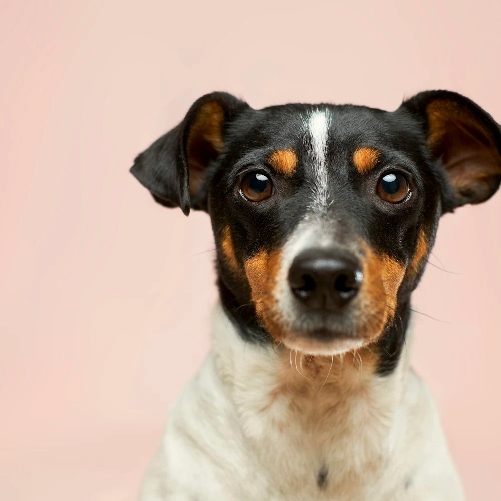 Biftekli Yaş Köpek Maması 6'lı Paket