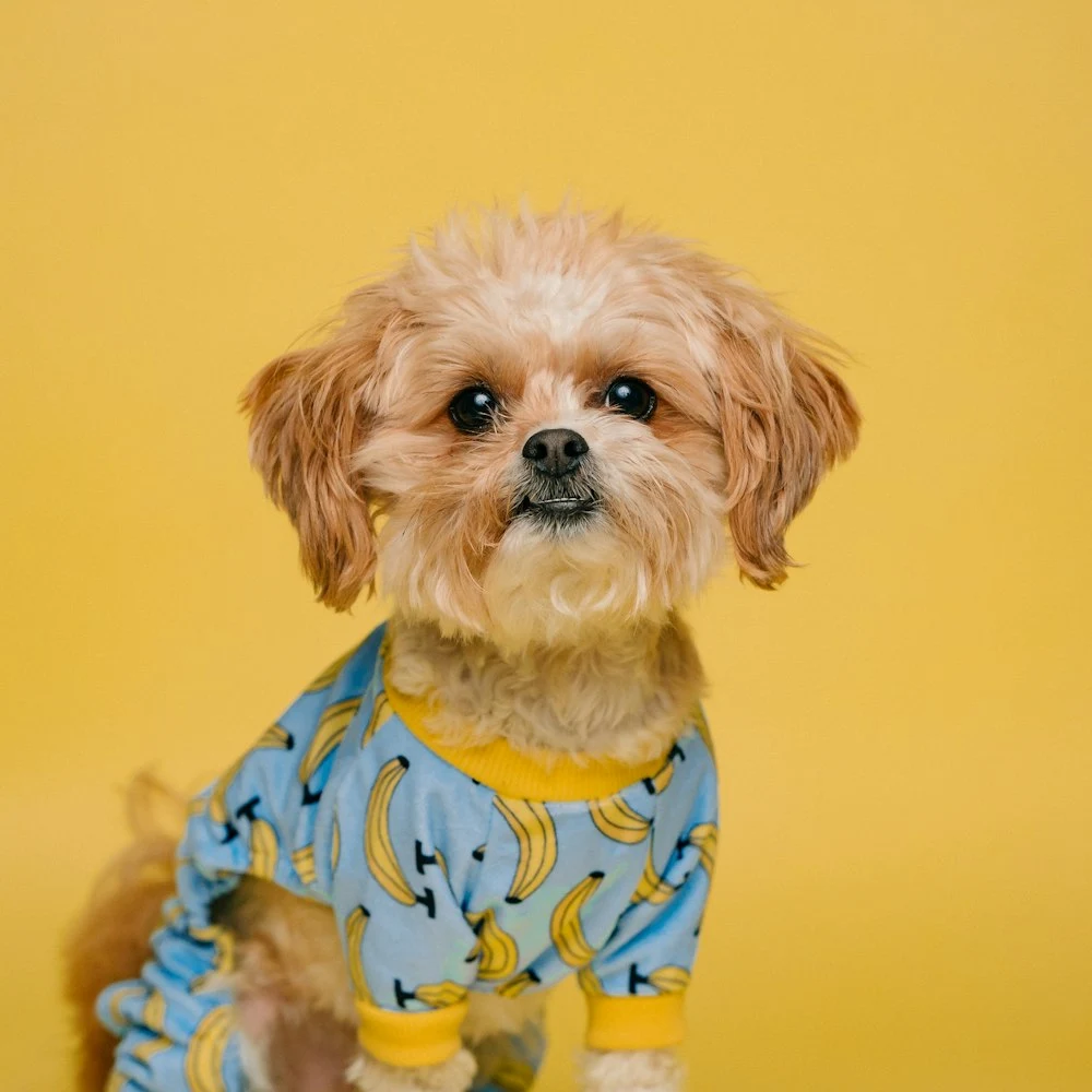 Kuyruk & Co Muz Desenli Köpek Pijaması