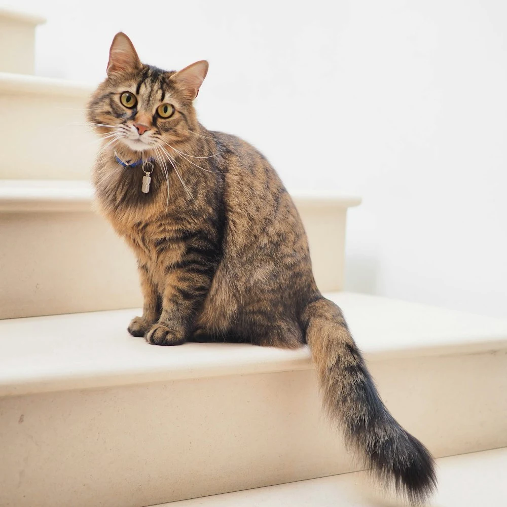Miyu Lavanta Kokulu Bentonit Kedi Kumu