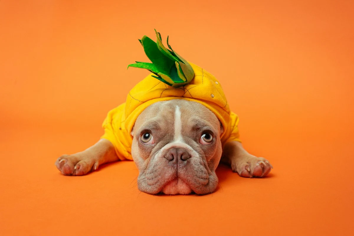 Turuncu fonda ananas kostümlü köpek