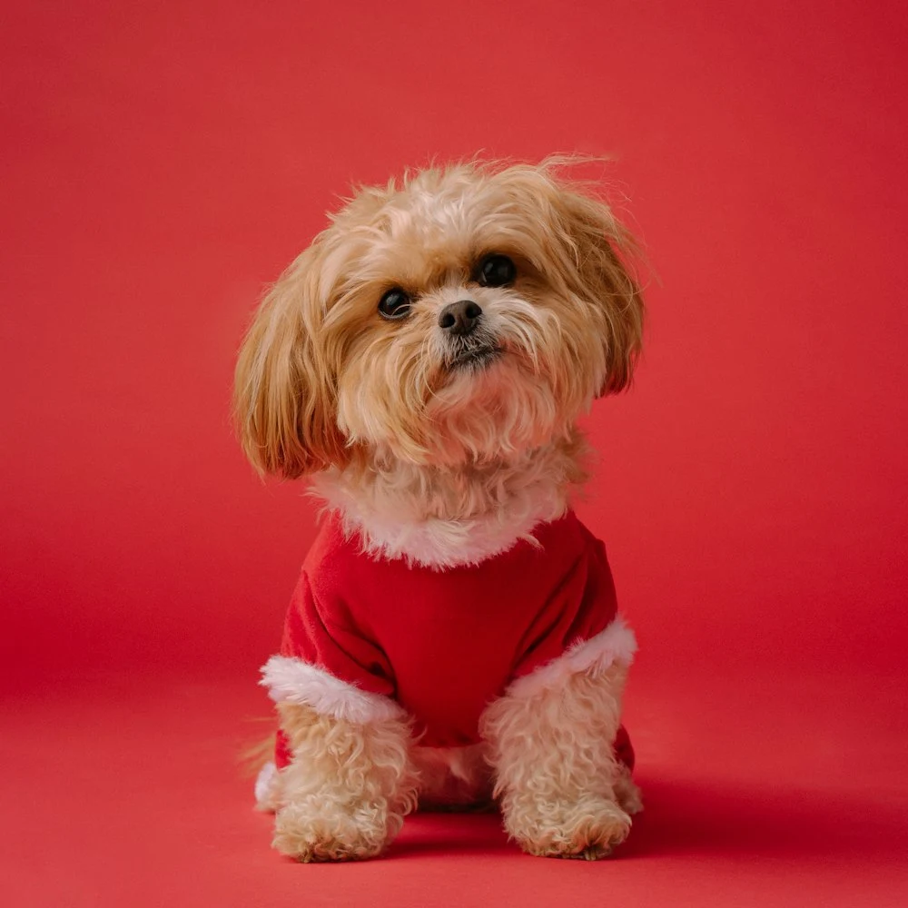 Kuyruk & Co Kırmızı Köpek Kazağı