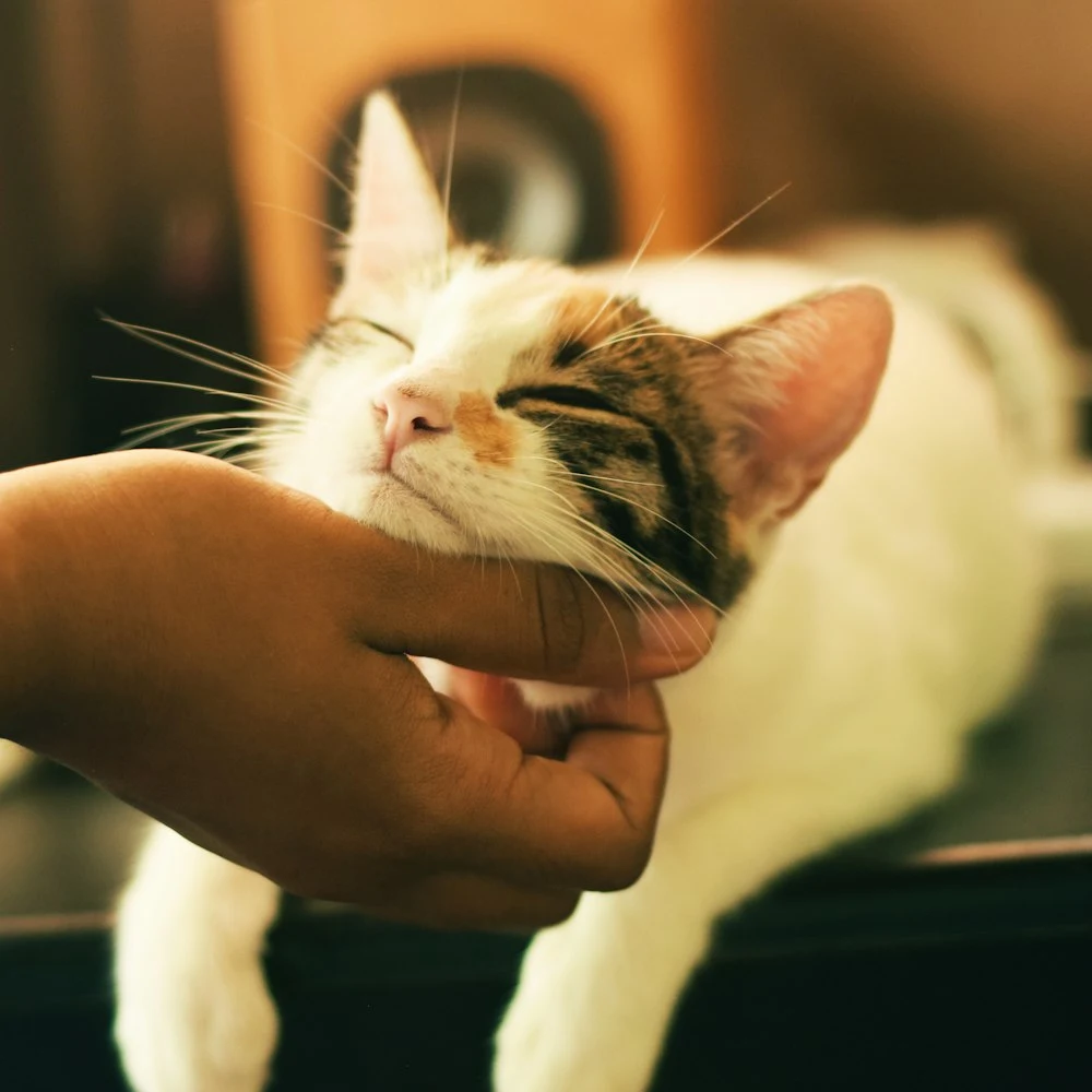 Tüylü Kedi Tüy Toplama Eldiveni