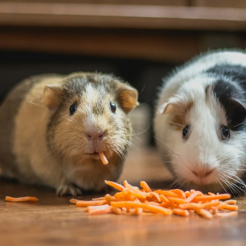 Sebzeli Guinea Pig Yemi 1 kg
