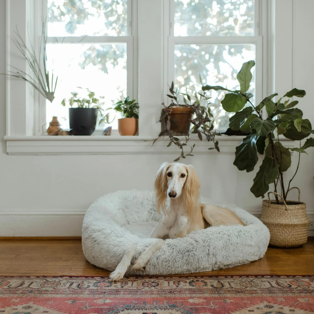 Tüylü Donut Peluş Köpek Yatağı