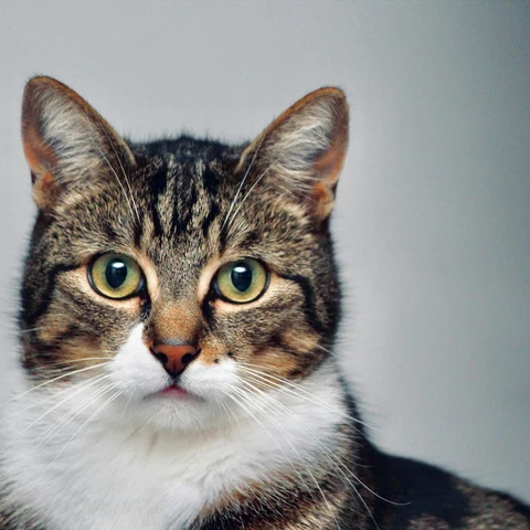 Doğal Kap Kedi Multivitamin Macunu 100 g - yaşam tarzı görseli