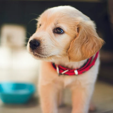 Lokmacık Tavuklu Yavru Köpek Maması - yaşam tarzı görseli