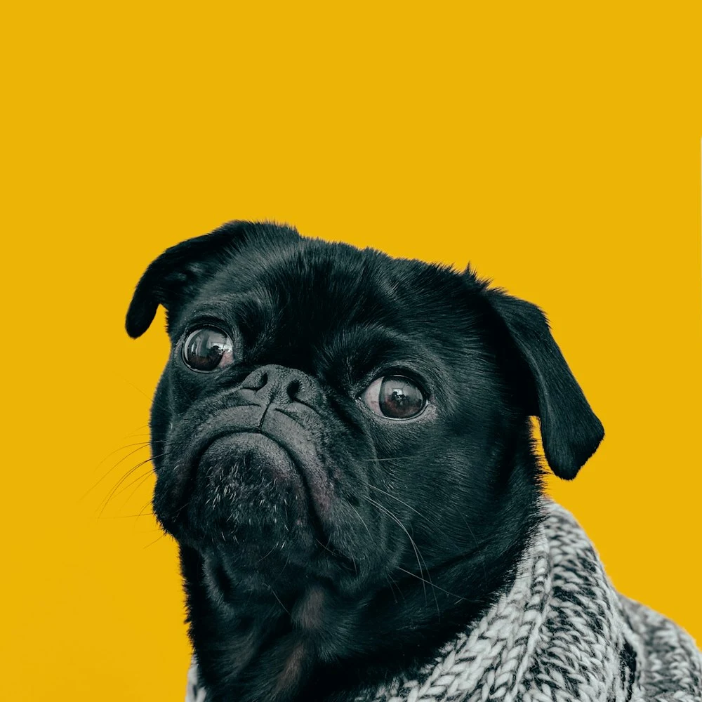 Kuyruk & Co Örgü Köpek Atkısı