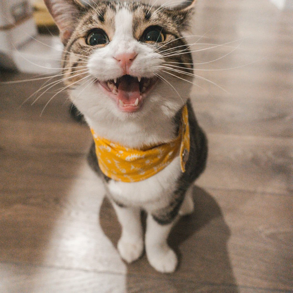 Miyu Hardal Sarısı Kedi Bandanası