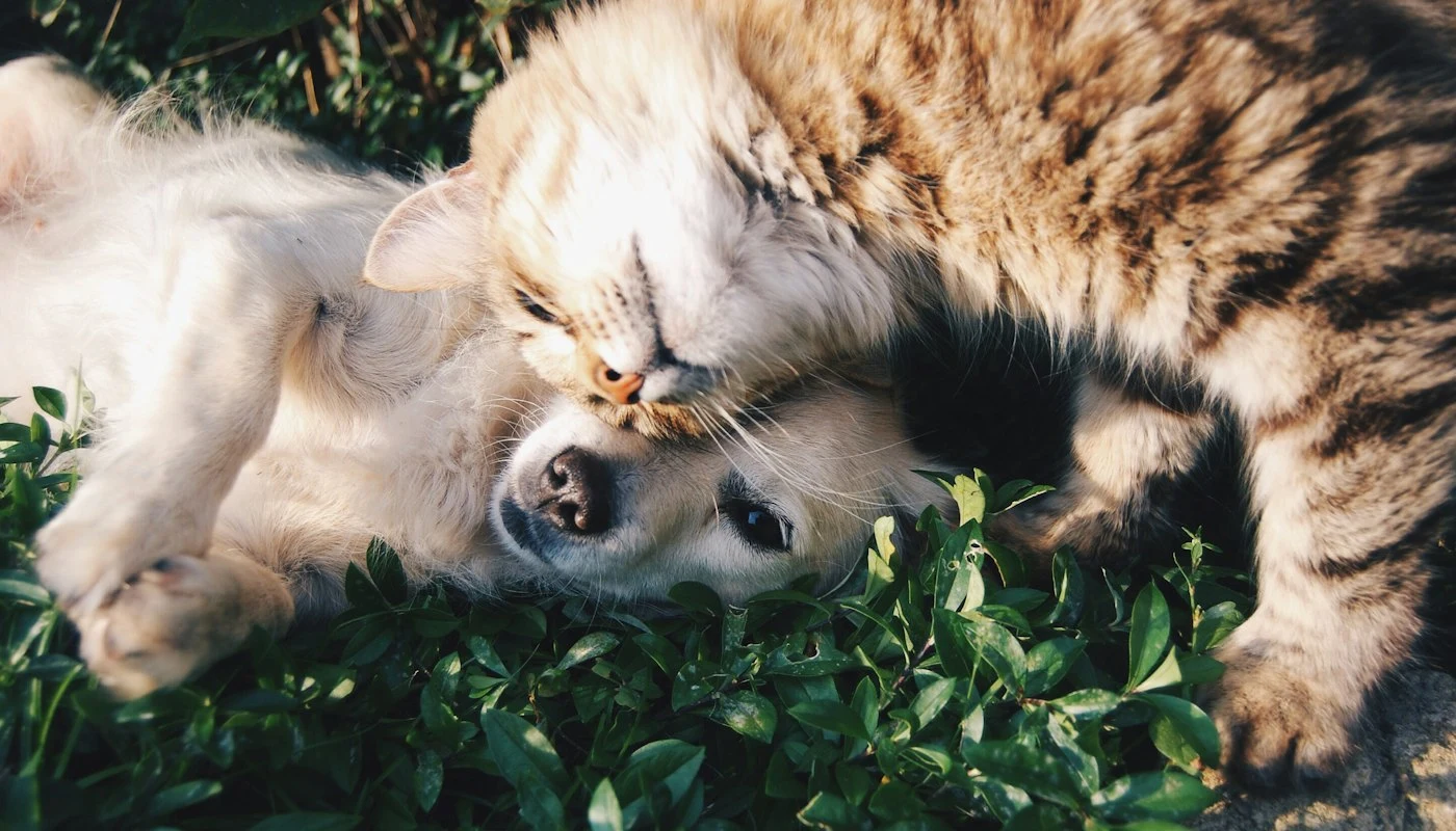 Kedi ve köpeği aynı evde tanıştırmanın yolu