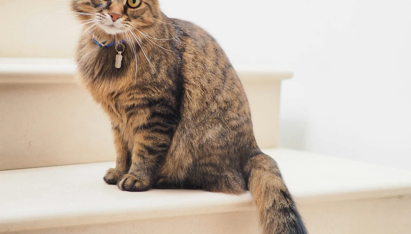 Kedi kumu seçerken bilmeniz gereken 4 şey