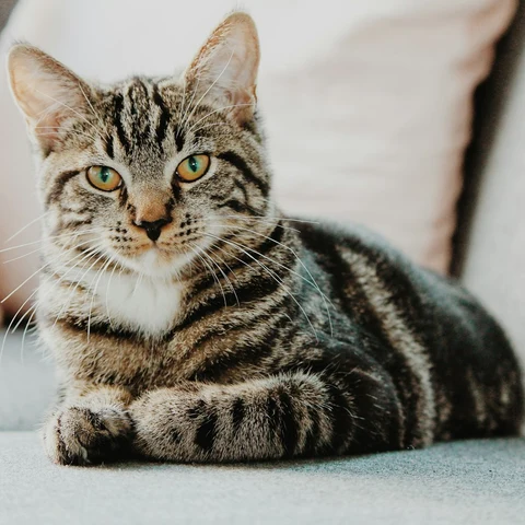 Miyu Somonlu Yetişkin Kedi Maması - yaşam tarzı görseli