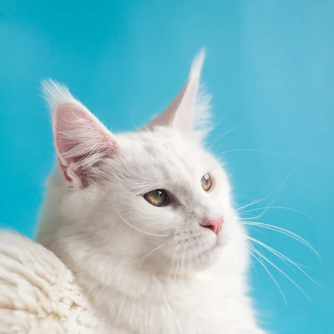 Tüylü Aloe Veralı Kedi Şampuanı 250 ml - yaşam tarzı görseli