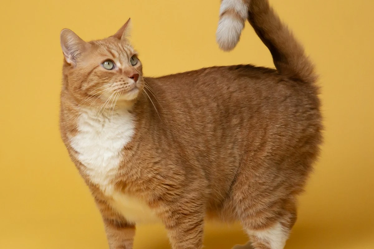 Sarı fonda turuncu kedi