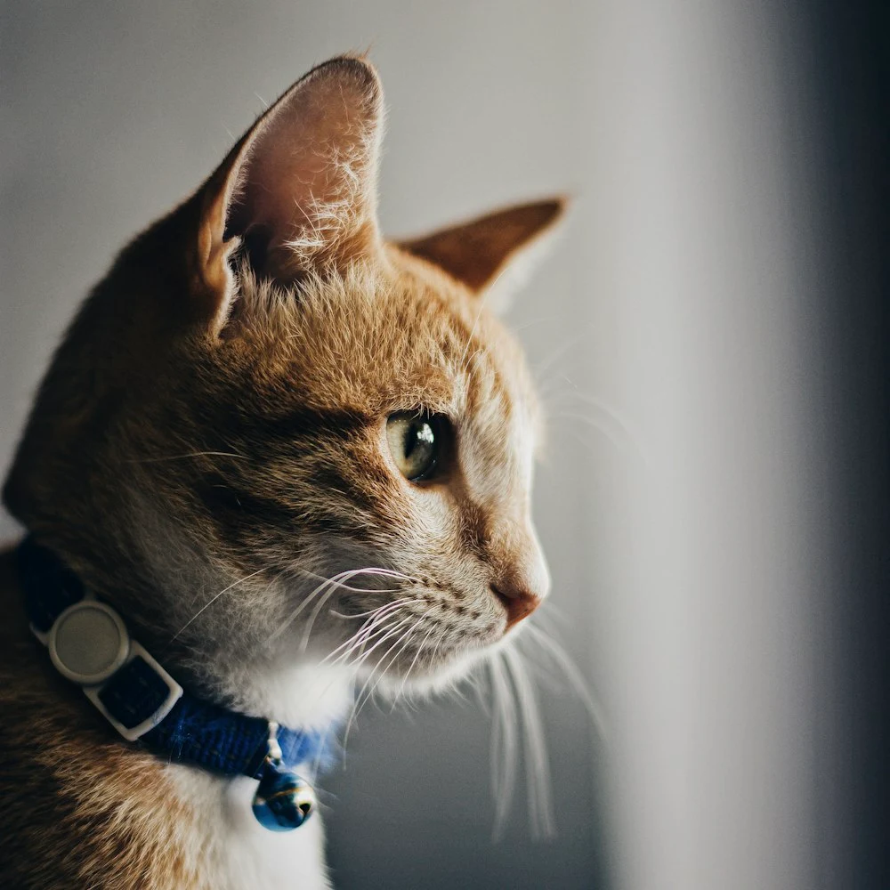 Miyu Çıngıraklı Ayarlanabilir Kedi Tasması