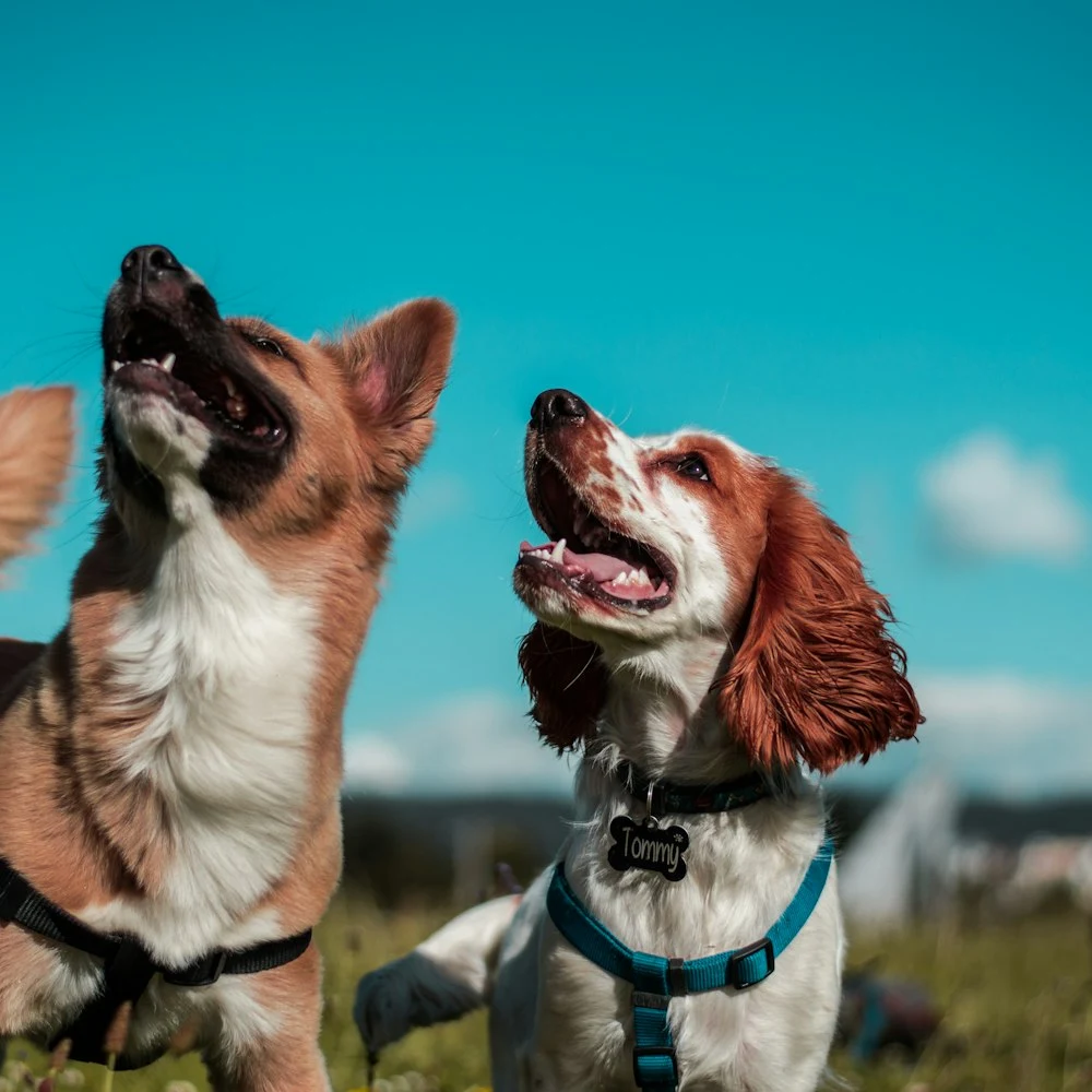 Patika Ayarlanabilir Köpek Göğüs Tasması
