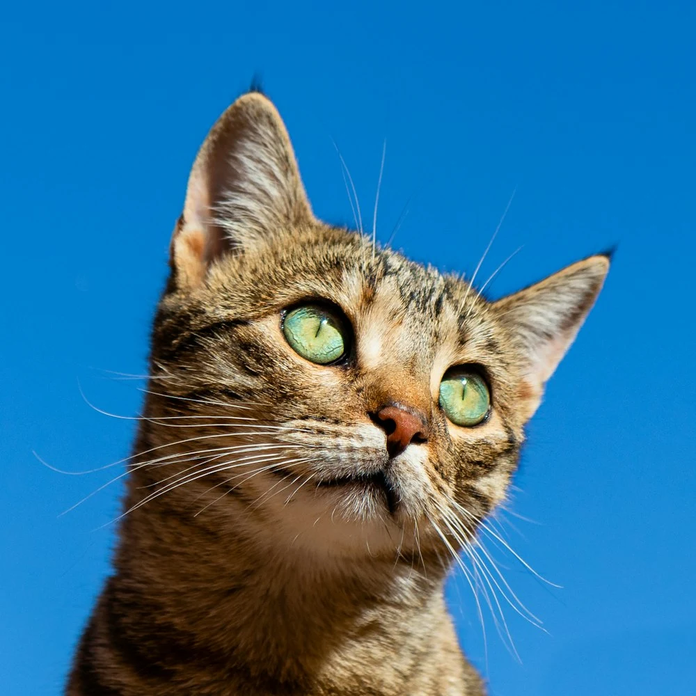 Lokmacık Ton Balıklı Yaş Kedi Maması 12'li Paket