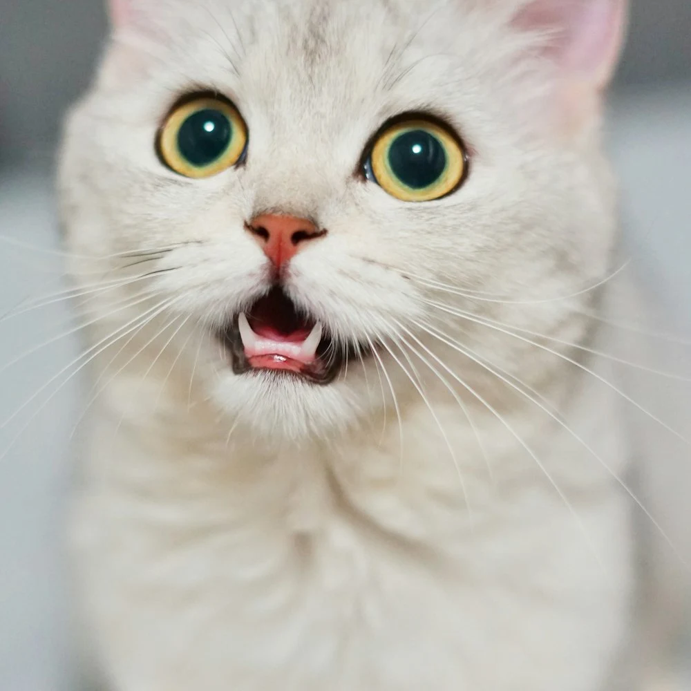 Zıpzıp Hareketli Işıklı Kedi Topu