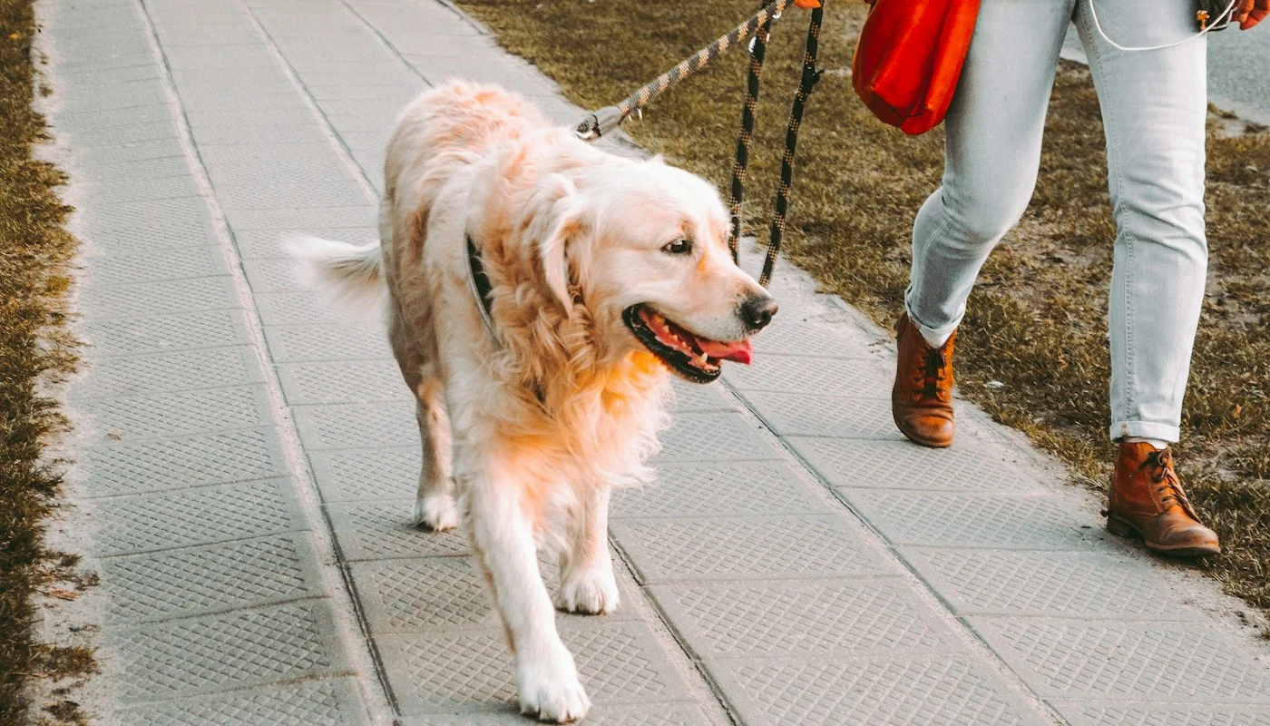 Köpeğinizle keyifli yürüyüşün 6 kuralı