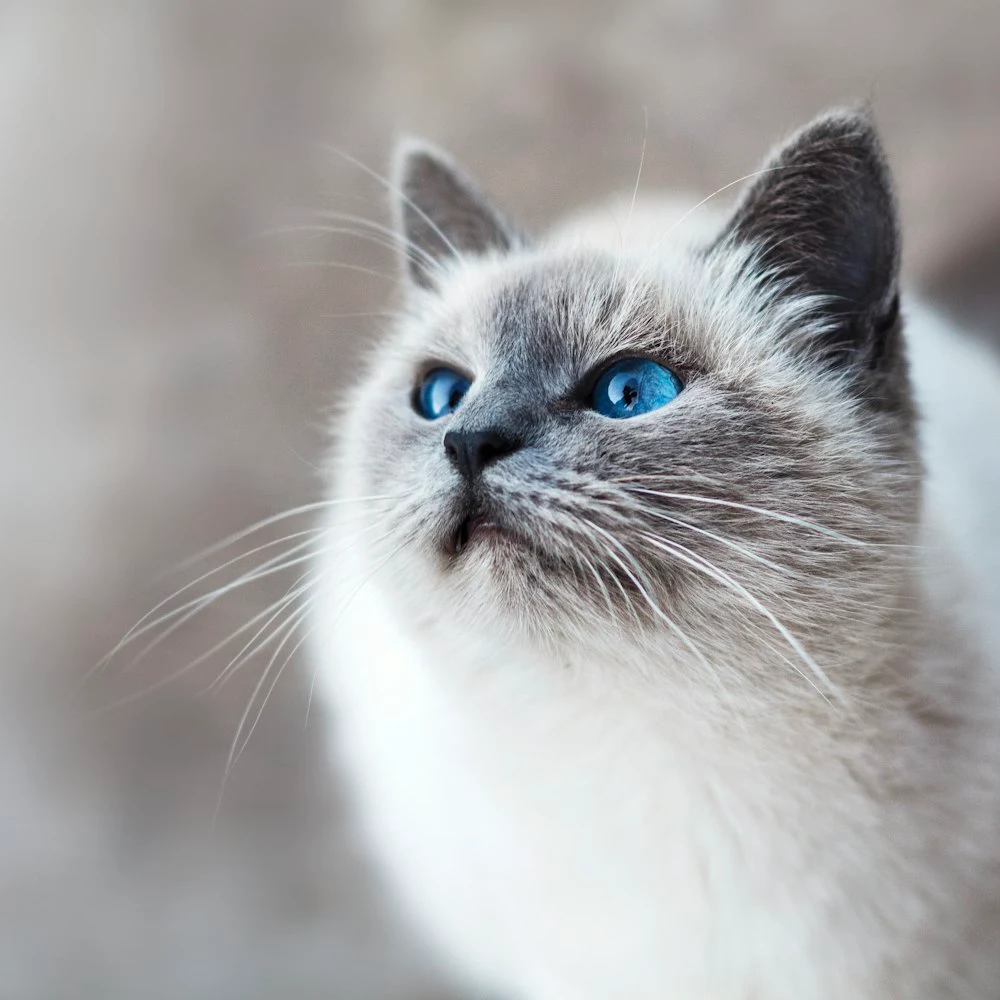 Miyu Silika Kristal Kedi Kumu 7,6 L