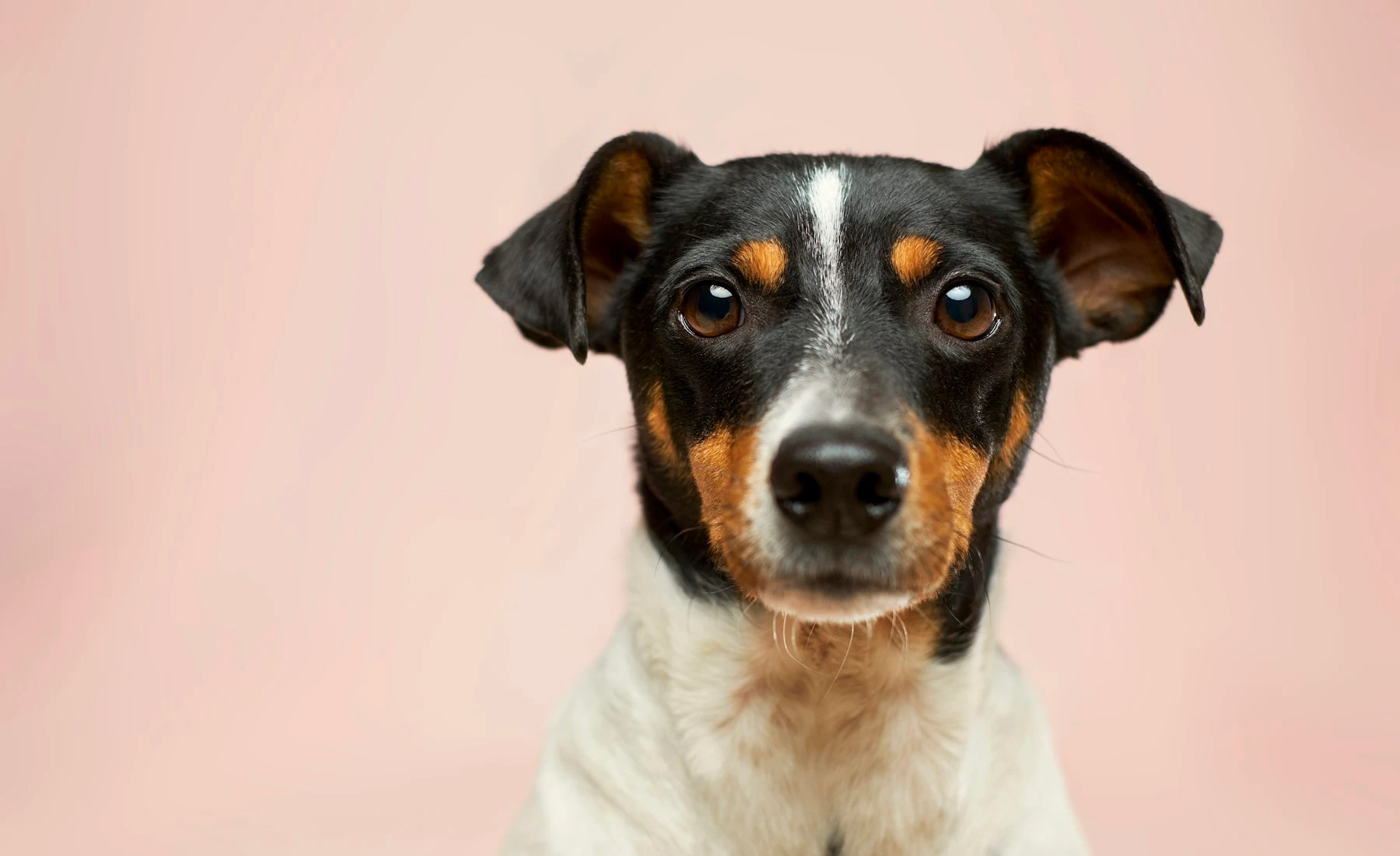 Pembe fonda bakan köpek