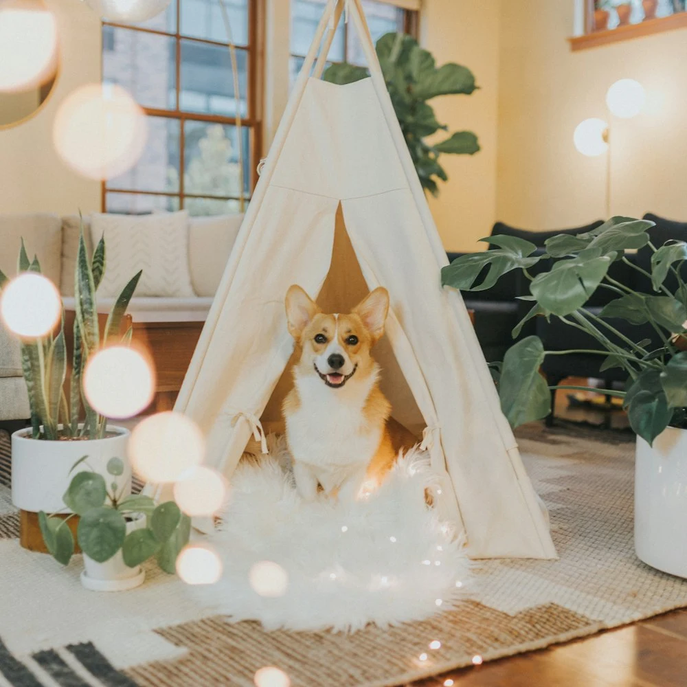Patika Kumaş Çadır Köpek Evi