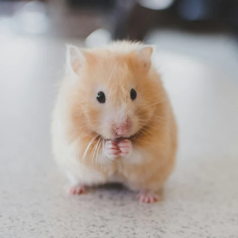 Fındık Hamster Yemi 800 g - yaşam tarzı görseli
