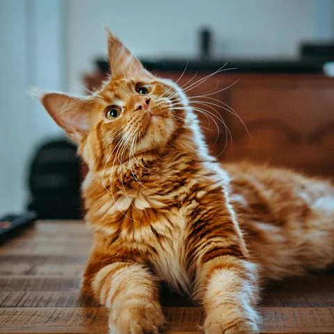 Doğal Kap Tahılsız Kuzulu Kedi Maması - yaşam tarzı görseli