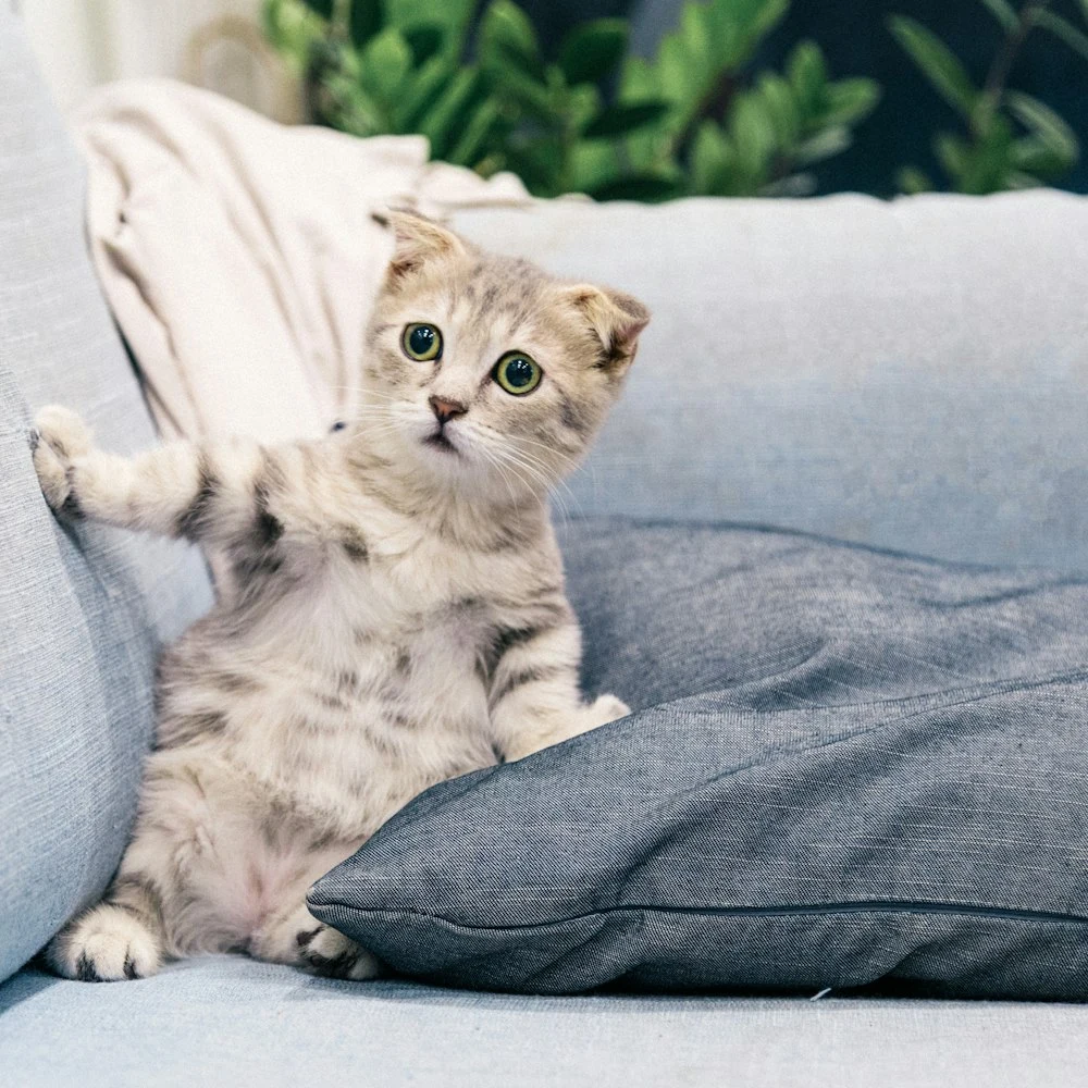 Zıpzıp Kedi Otlu Peluş Fare 3'lü