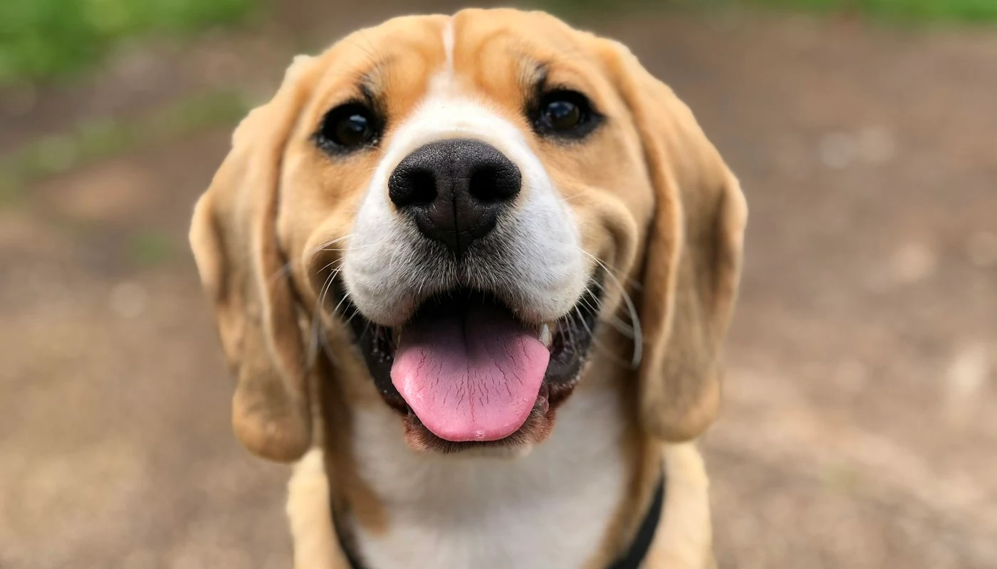 Köpeğiniz için doğru mamayı seçmenin 5 adımı