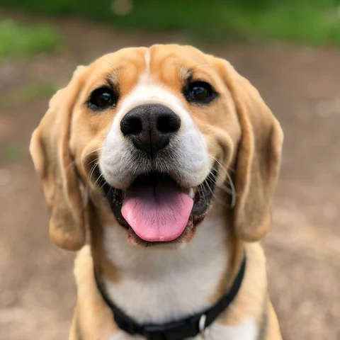 Lokmacık Kuzulu Yetişkin Köpek Maması - yaşam tarzı görseli
