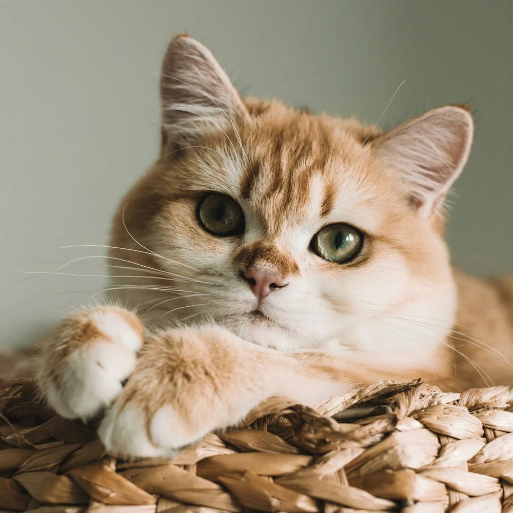 Patika Hasır Kedi Sepeti